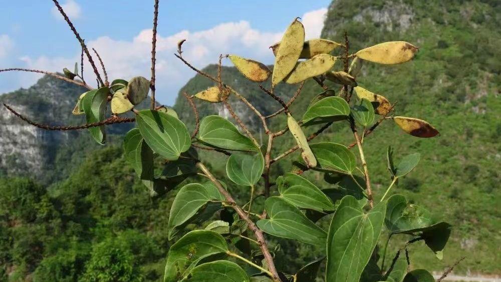 “隐世”80多年 稀有植物凌云龙须藤重现广西